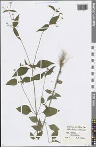 Galinsoga parviflora Cav., Caucasus, Stavropol Krai, Karachay-Cherkessia & Kabardino-Balkaria (K1b) (Russia)