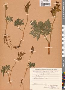 Sceptridium robustum (Rupr.) Lyon, Siberia, Russian Far East (S6) (Russia)
