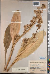 Ligularia macrophylla (Ledeb.) DC., Middle Asia, Western Tian Shan & Karatau (M3) (Kyrgyzstan)