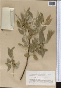 Elaeagnus angustifolia subsp. angustifolia, Middle Asia, Karakum (M6) (Turkmenistan)