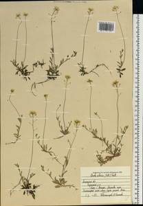 Draba sibirica (Pall.) Thell., Eastern Europe, Central forest-and-steppe region (E6) (Russia)