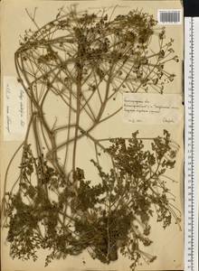 Prangos odontalgica (Pall.) Herrnst. & Heyn, Eastern Europe, Lower Volga region (E9) (Russia)