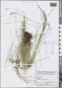 Festuca ovina L., Siberia, Central Siberia (S3) (Russia)
