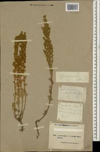 Artemisia austriaca Jacq., Caucasus, Armenia (K5) (Armenia)