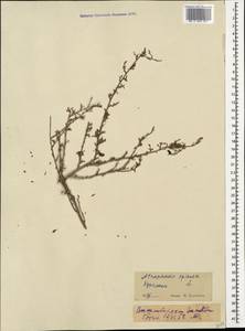 Atraphaxis spinosa L., Caucasus, Georgia (K4) (Georgia)
