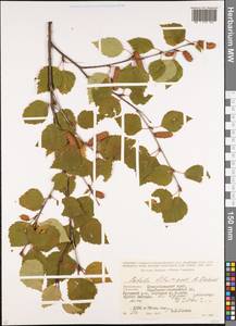 Betula pubescens var. litwinowii (Doluch.) Ashburner & McAll., Caucasus, Stavropol Krai, Karachay-Cherkessia & Kabardino-Balkaria (K1b) (Russia)