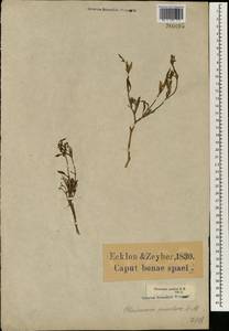 Chascanum pumilum E.Mey., Africa (AFR) (South Africa)