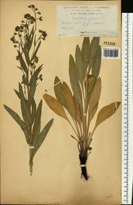 Cynoglossum officinale L., Eastern Europe, Central forest-and-steppe region (E6) (Russia)