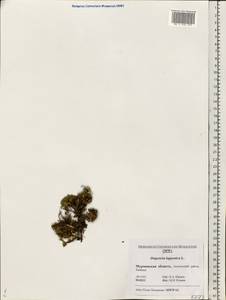 Diapensia lapponica L., Eastern Europe, Northern region (E1) (Russia)