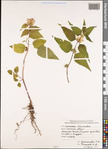 Lamium album L., Caucasus, Stavropol Krai, Karachay-Cherkessia & Kabardino-Balkaria (K1b) (Russia)