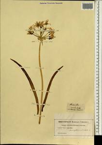 Nerine undulata (L.) Herb., Africa (AFR)