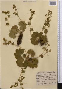 Alchemilla sibirica Zämelis, Middle Asia, Northern & Central Tian Shan (M4) (Kazakhstan)