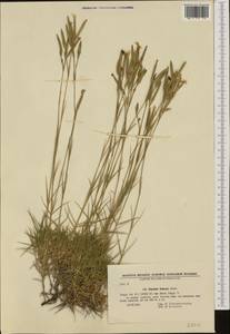 Dianthus noeanus Boiss., Western Europe (EUR) (Bulgaria)
