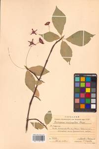 Euonymus macropterus Rupr., Siberia, Russian Far East (S6) (Russia)
