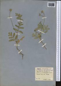 Turgenia latifolia (L.) Hoffm., Middle Asia, Kopet Dag, Badkhyz, Small & Great Balkhan (M1) (Turkmenistan)