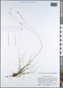 Carex delicata C.B.Clarke, Mongolia (MONG) (Mongolia)