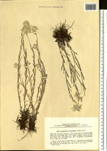 Leontopodium leontopodioides (Willd.) Beauverd, Siberia, Russian Far East (S6) (Russia)