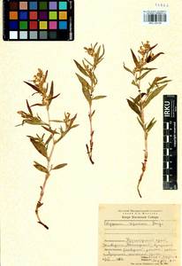 Koenigia ocreata (L.) T. M. Schust. & Reveal, Siberia, Central Siberia (S3) (Russia)