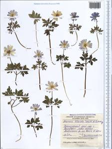 Anemone blanda Schott & Kotschy, Caucasus, Black Sea Shore (from Novorossiysk to Adler) (K3) (Russia)