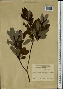 Salix starkeana × rosmarinifolia, Eastern Europe, Central region (E4) (Russia)
