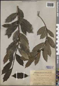 Ilex colchica Pojark., Caucasus, Krasnodar Krai & Adygea (K1a) (Russia)