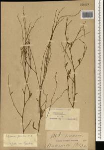 Polygonum patulum M. Bieb., South Asia, South Asia (Asia outside ex-Soviet states and Mongolia) (ASIA) (China)