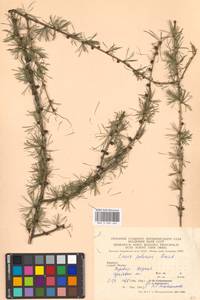 Larix decidua (L.) Mill., Eastern Europe, West Ukrainian region (E13) (Ukraine)