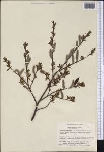Salix pulchra Cham., America (AMER) (United States)