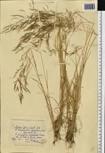 Apera spica-venti (L.) P.Beauv., Eastern Europe, North Ukrainian region (E11) (Ukraine)