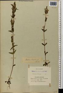 Gentianella amarella var. lingulata (C. Agardh) T. Karlsson, Caucasus, Azerbaijan (K6) (Azerbaijan)