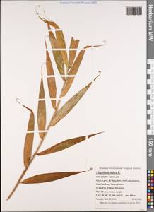 Flagellaria indica L., South Asia, South Asia (Asia outside ex-Soviet states and Mongolia) (ASIA) (Vietnam)