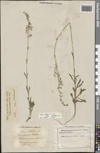 Silene otites (L.) Wibel, Eastern Europe, Latvia (E2b) (Latvia)