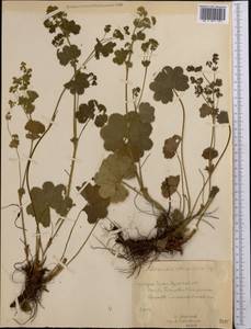 Alchemilla retropilosa Juz., Middle Asia, Northern & Central Tian Shan (M4) (Kyrgyzstan)