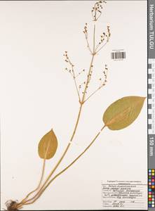 Alisma plantago-aquatica L., Eastern Europe, Central region (E4) (Russia)