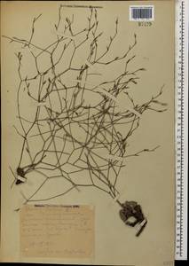 Limoniopsis owerinii (Boiss.) Lincz., Caucasus, Dagestan (K2) (Russia)