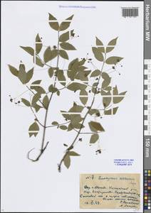 Euonymus verrucosus Scop., Eastern Europe, Moscow region (E4a) (Russia)