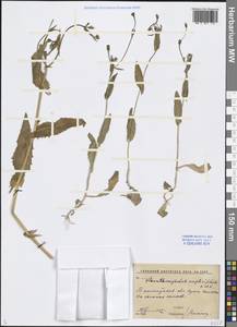 Acanthocephalus amplexifolius Kar. & Kir., Middle Asia, Western Tian Shan & Karatau (M3) (Uzbekistan)