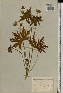 Geranium pratense L., Eastern Europe, Central forest-and-steppe region (E6) (Russia)