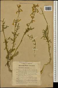 Matthiola odoratissima (M. Bieb.) W. T. Aiton, Caucasus, Azerbaijan (K6) (Azerbaijan)