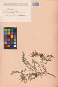 Astragalus, Eastern Europe, Eastern region (E10) (Russia)