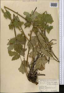 Semenovia dasycarpa (Regel & Schmalh.) Korovin ex Pimenov & V. N. Tikhom., Middle Asia, Pamir & Pamiro-Alai (M2) (Kyrgyzstan)