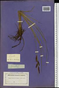 Carex acuta L., Eastern Europe, North-Western region (E2) (Russia)