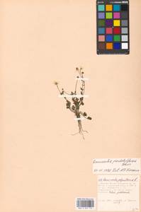 Ranunculus sardous Crantz, Eastern Europe, Moscow region (E4a) (Russia)