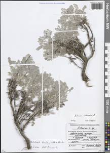 Artemisia lercheana Weber ex Stechm., Eastern Europe, Rostov Oblast (E12a) (Russia)