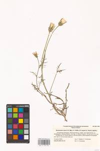 Scorzonera cana (C. A. Mey.) O. Hoffm., Eastern Europe, Lower Volga region (E9) (Russia)