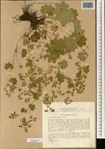 Alchemilla micans Buser, Eastern Europe, North-Western region (E2) (Russia)