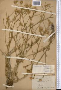 Saussurea turgaiensis B. Fedtsch., Middle Asia, Dzungarian Alatau & Tarbagatai (M5) (Kazakhstan)