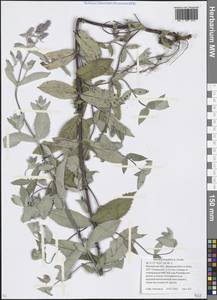 Mentha longifolia (L.) L., Eastern Europe, Moscow region (E4a) (Russia)