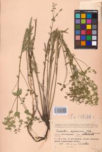 Euphorbia seguieriana Neck., Eastern Europe, Lower Volga region (E9) (Russia)