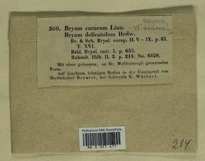 Pohlia melanodon (Brid.) A.J. Shaw, Bryophytes, Bryophytes - Western Europe (BEu) (Germany)